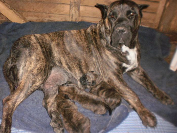 P7131217 - dogo canario nascuti la data 03 07 2013