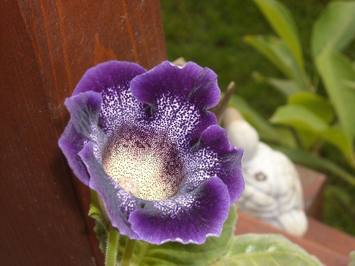 Gloxinia tigrina