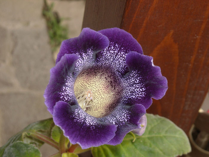 Gloxinia tigrina
