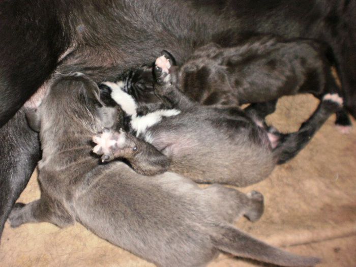 P7131241 - 54 cane corso nascuti la data 08 07 2013