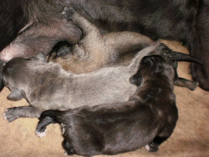 P7131240 - 54 cane corso nascuti la data 08 07 2013