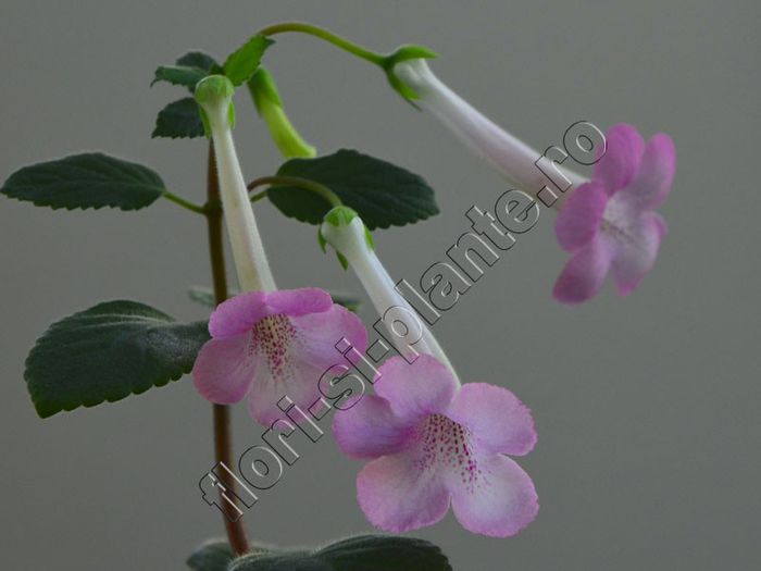 Sinningia Miss AJ - GLOXINIA _ SINNINGIA__NEWS 2013