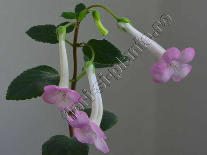 Sinningia Miss AJ - GLOXINIA _ SINNINGIA__NEWS 2013