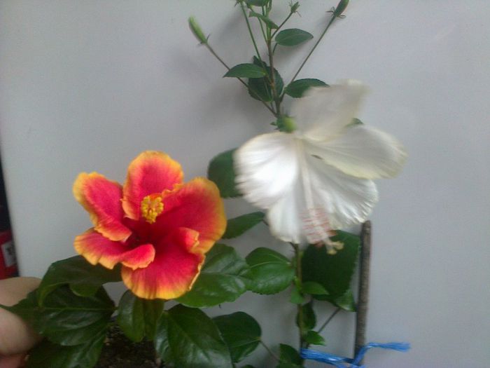  - Hibiscusi 2013