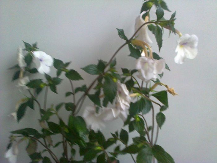  - A-Flori 2013