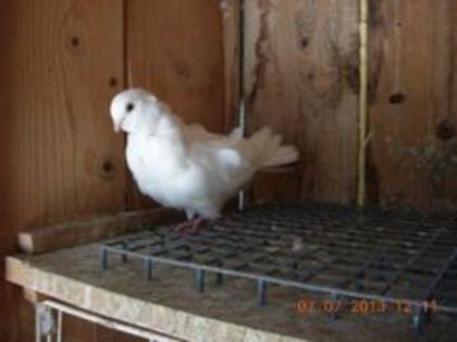 90777512_PQZMPEF3 - PESCARUSI CHINEJI 1