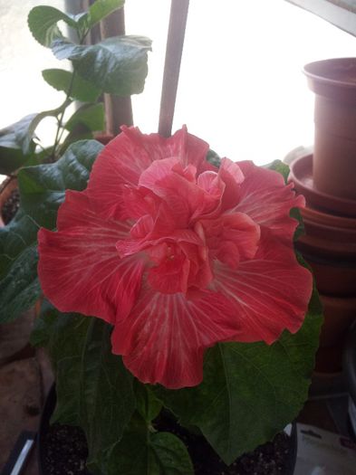 azi avem si mot - plantele mele