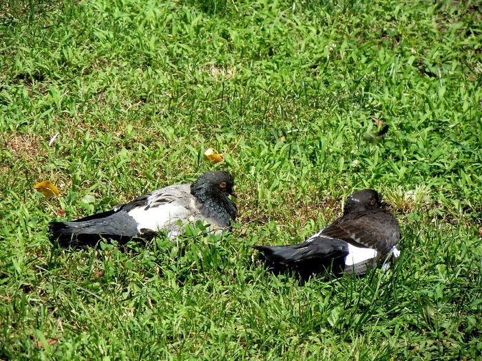 Desculti in parc - Vietati si lighioane