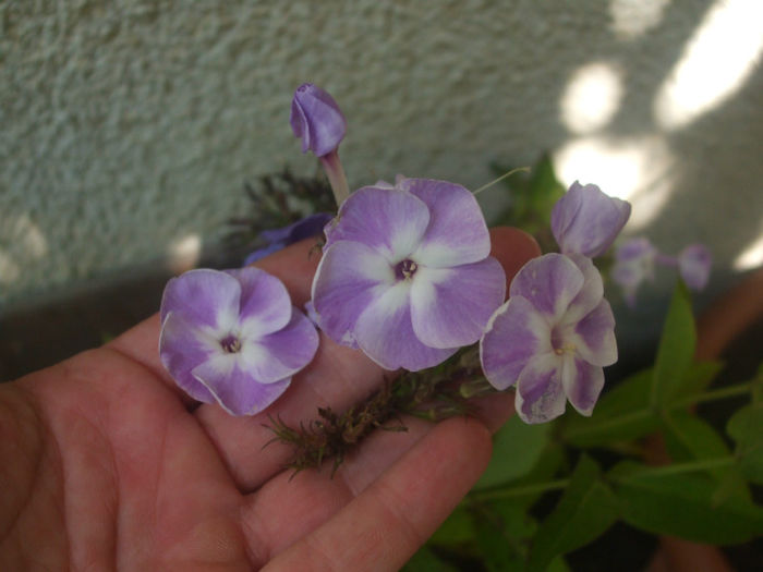 phlox Katherine - vara 2013