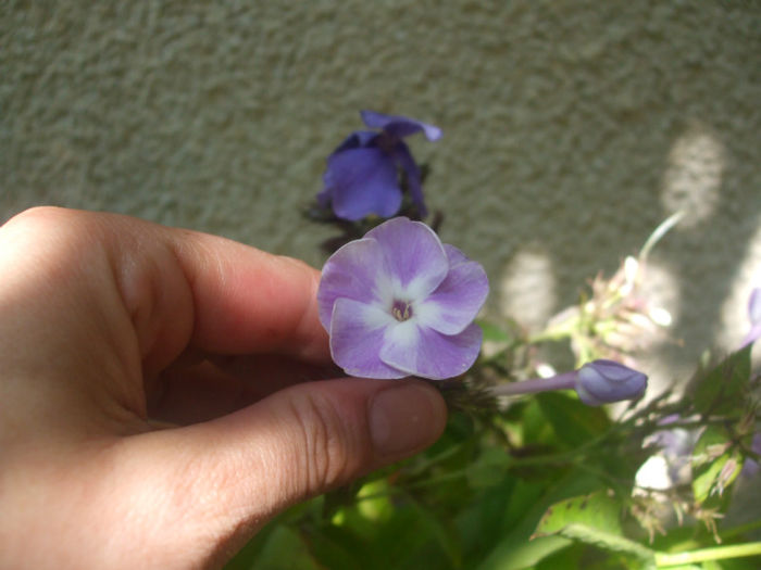 phlox Katherine - vara 2013