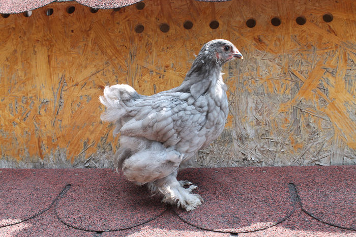 Brahma Albastru 2013; Brahma Albastru 2013
