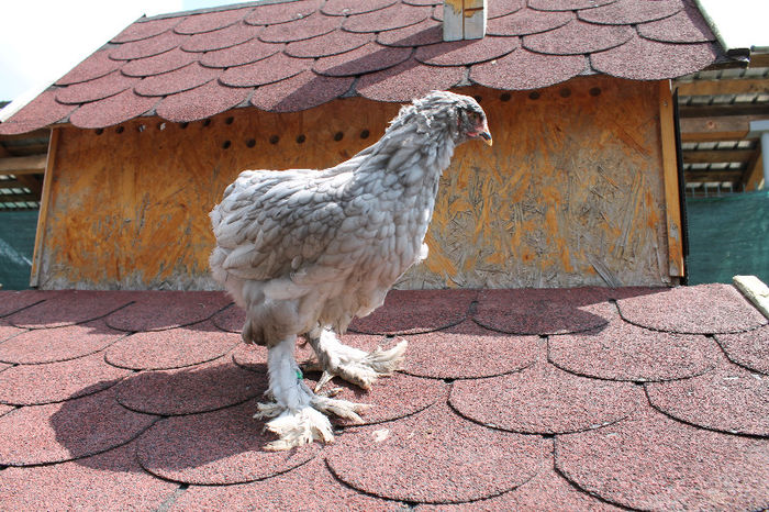 Brahma Albastru 2013; Brahma Albastru 2013
