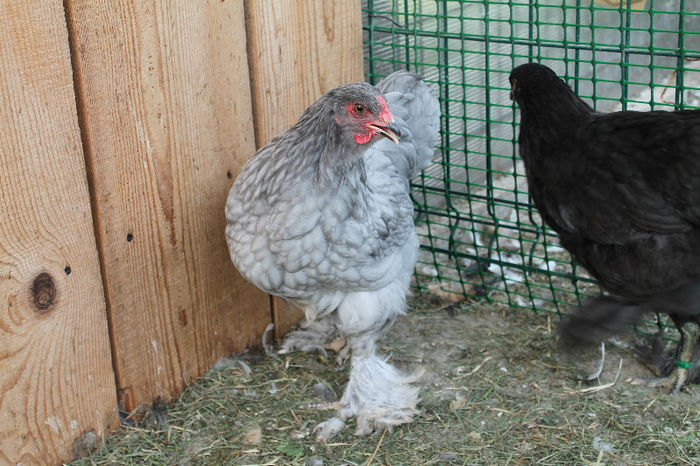 Brahma Albastru 2013; Brahma Albastru 2013
