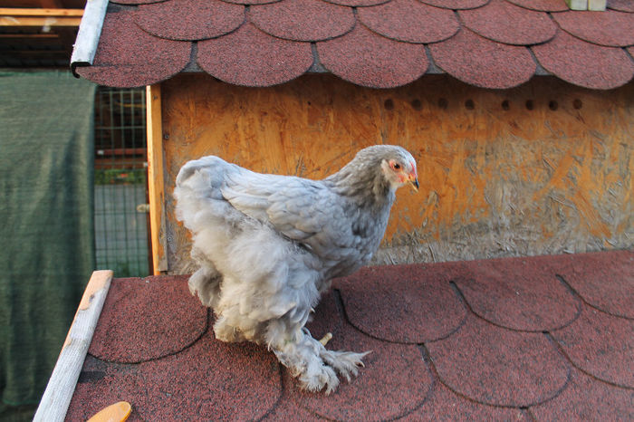Brahma Albastru 2013; Brahma Albastru 2013
