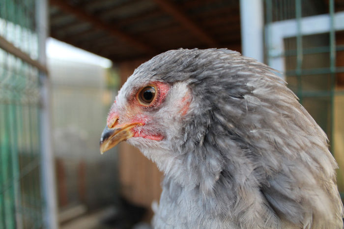 Brahma Albastru 2013; Brahma Albastru 2013
