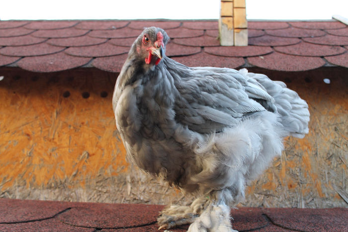 Brahma Albastru 2013; Brahma Albastru 2013
