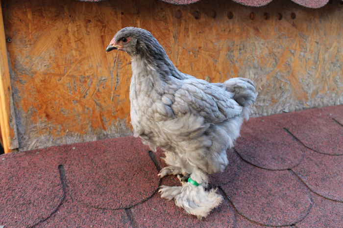Brahma Albastru 2013; Brahma Albastru 2013
