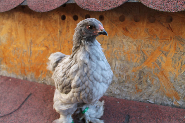 Brahma Albastru 2013; Brahma Albastru 2013
