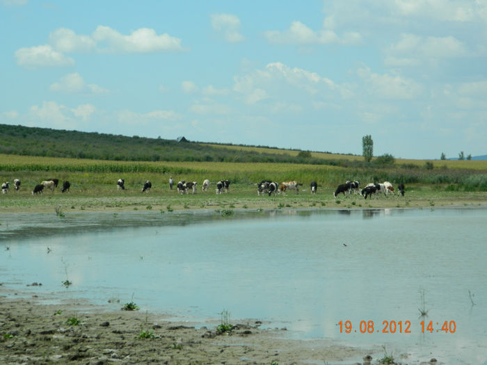 DSCN1178 - Botosani-Dorohoi