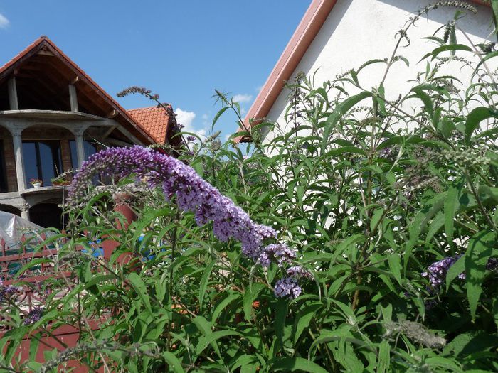 P1050603 - Liliac de vara-Buddleja davidii