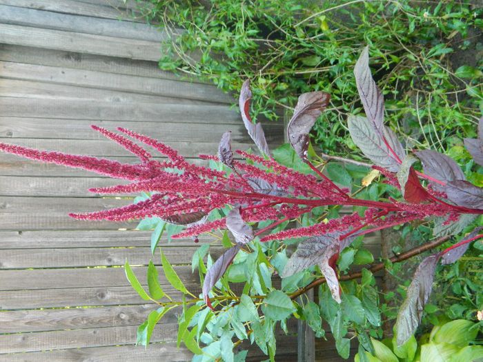 Amaranthus - Iulie