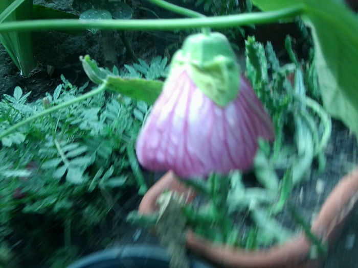 Fotografie4444 - flori de interior