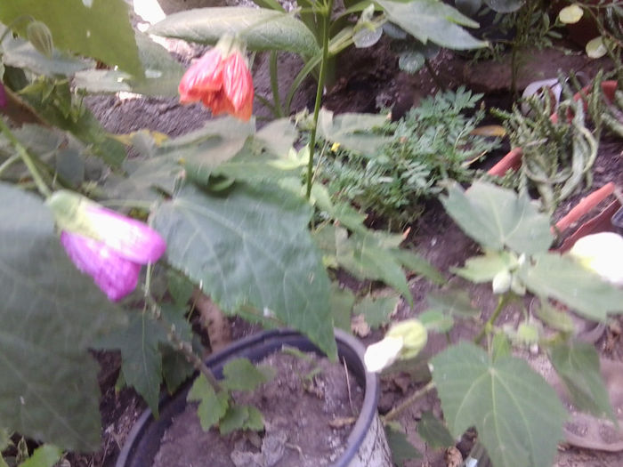 Fotografie4455 - flori de interior