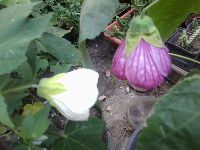 Fotografie4456 - flori de interior