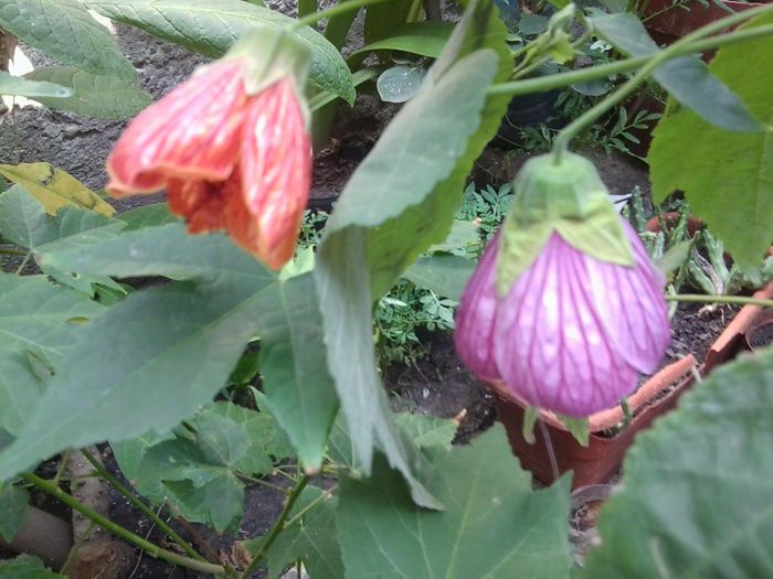 Fotografie4458 - flori de interior