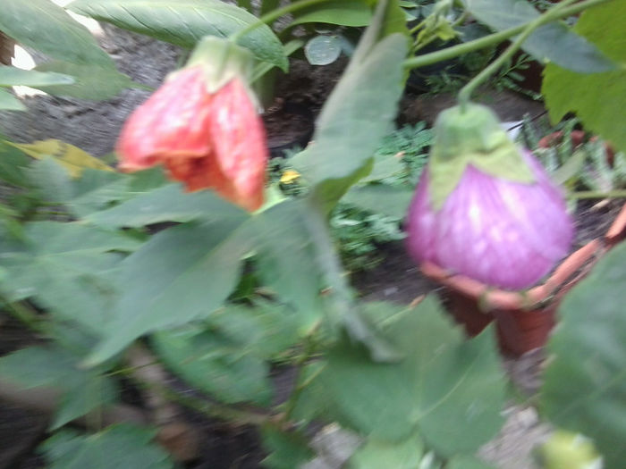 Fotografie4459 - flori de interior