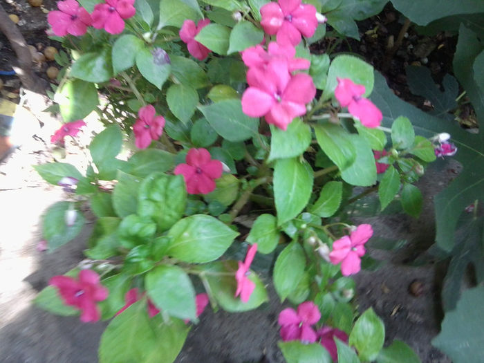 Fotografie4464 - flori de interior