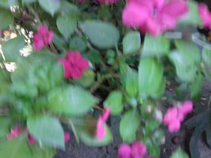 Fotografie4465 - flori de interior