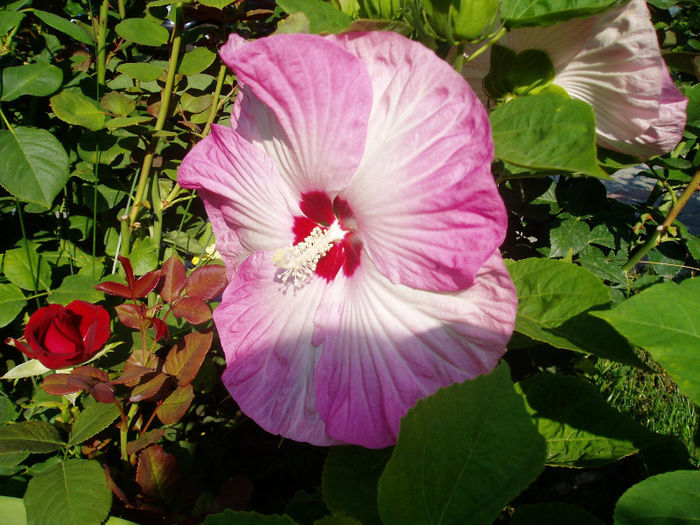 P7180361 - Hibiscus Moscheutous 2013