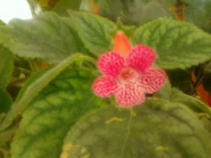 Sunshine - Kohleria 2013