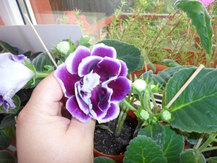 mmmm 239 - Florile mele