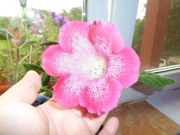 mmmm 237 - Florile mele