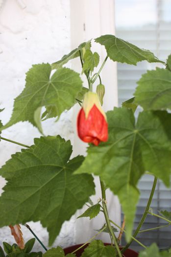 IMG_9754 - Abutilon