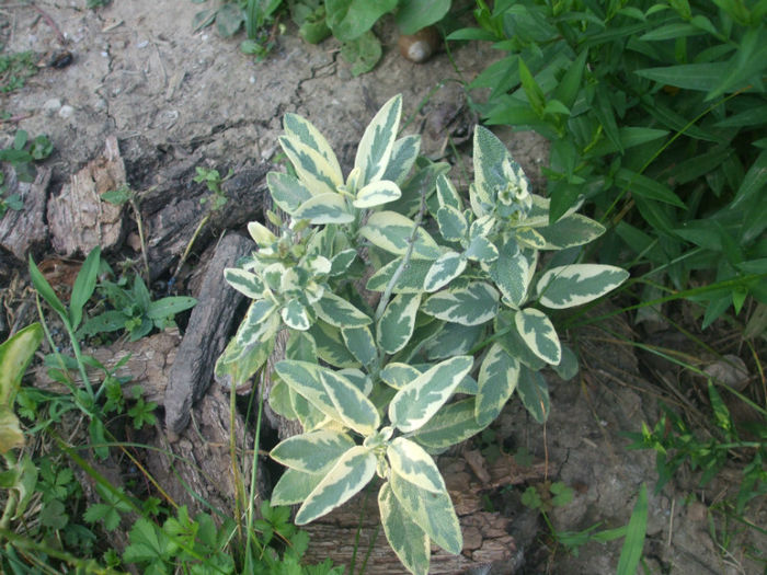 DSCF2193