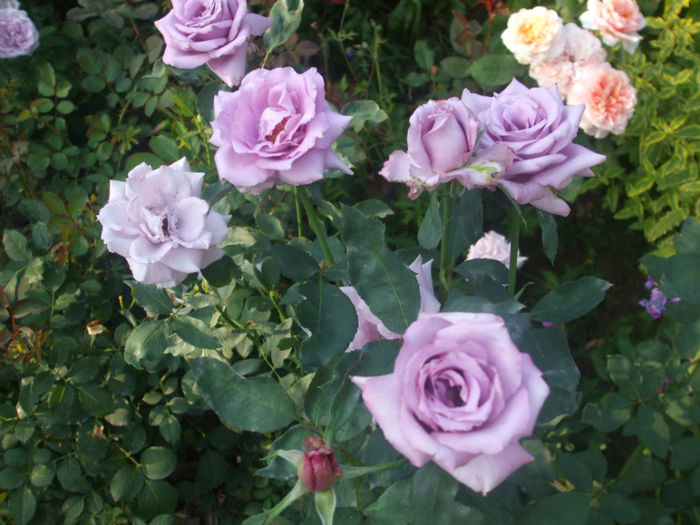 Mamie Blue