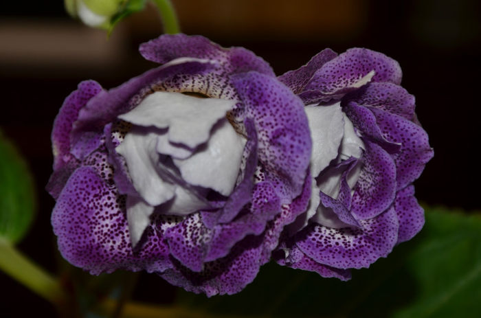 Koketka Blue - Gloxinii 2013