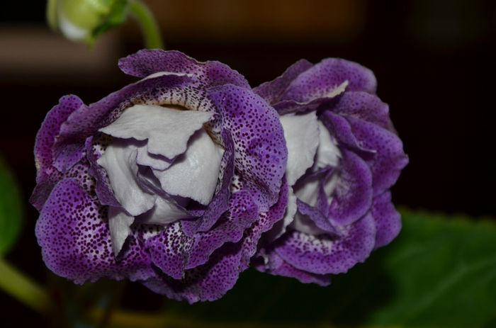 Koketka Blue - Gloxinii 2013