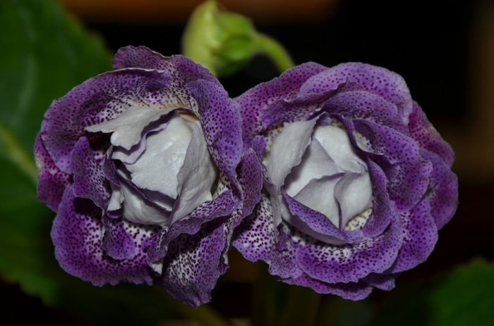 Koketka Blue - Gloxinii 2013