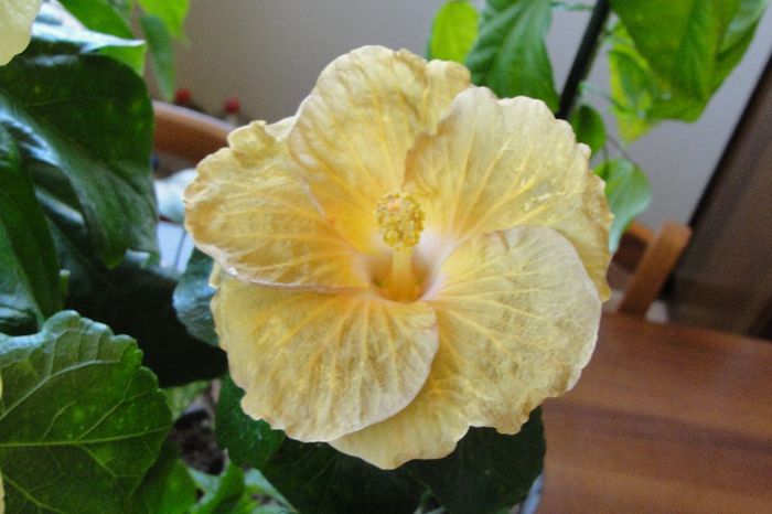 hibiscus Suntan