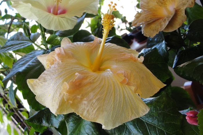  - Hibiscus Gommer 1