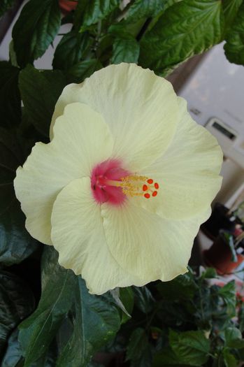 hibiscus Key Lime Pie - Hibiscus Gommer 1
