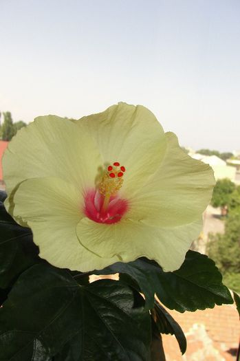  - Hibiscus Gommer 1