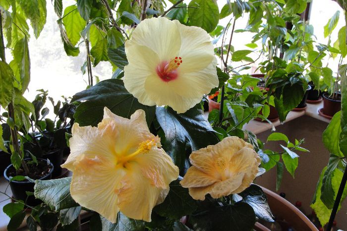 - Hibiscus Gommer 1