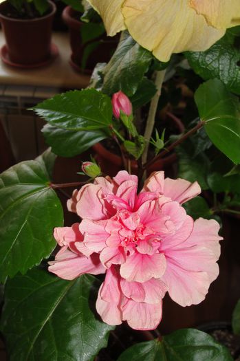 hibiscus Asia?