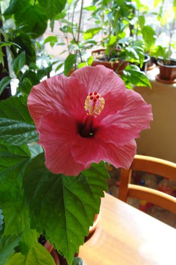 hibiscus roz de Arad