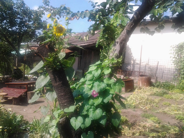 20130718_100050 - andrutei cu tot dragul